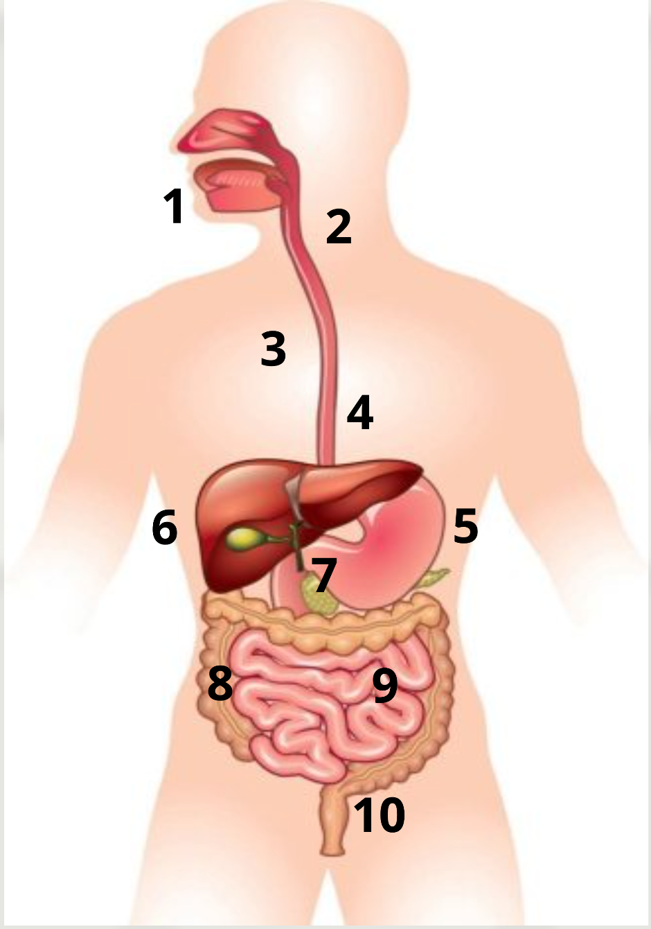 cuerpo humano